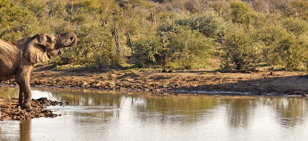 Hotels in Madikwe Game Reserve